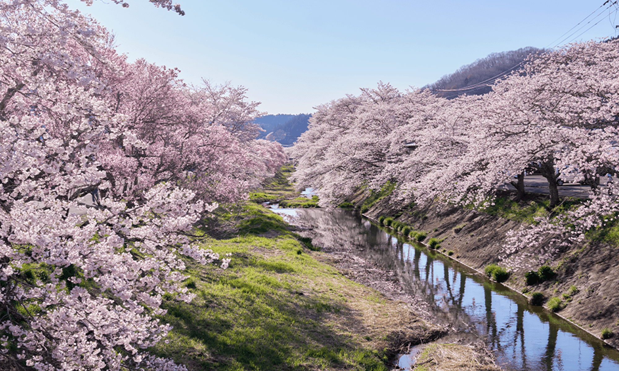 桜並木と川